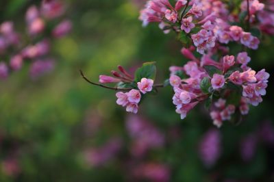 锦带花