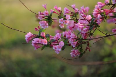 锦带花