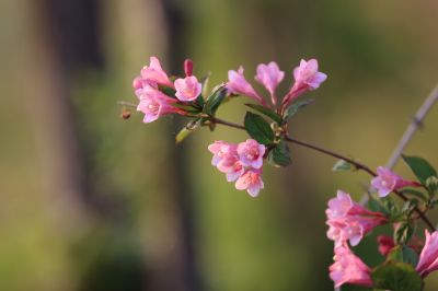 锦带花