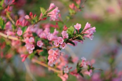 锦带花