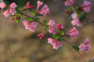 锦带花