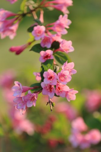锦带花