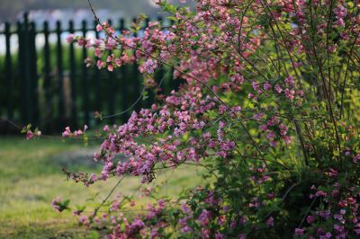 锦带花