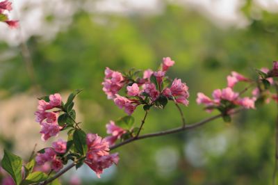 锦带花