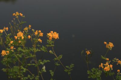 太阳岛