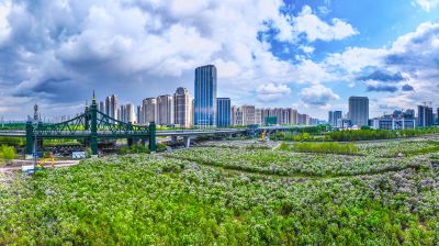 阳明滩大桥 阳明滩湿地丁香花海