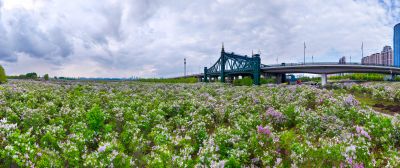 阳明滩大桥 阳明滩湿地丁香花海