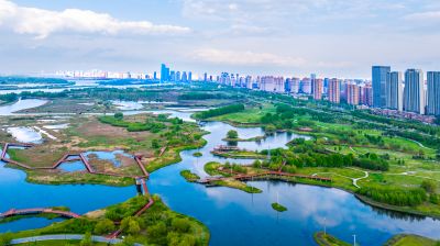 阳明滩大桥 阳明滩湿地丁香花海