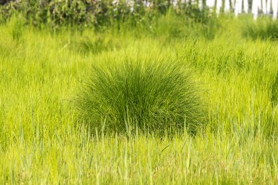 夏季植被 绿草