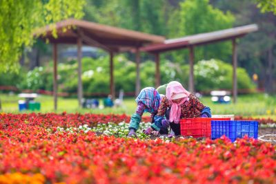 夏季花卉开放 多彩的太阳岛 