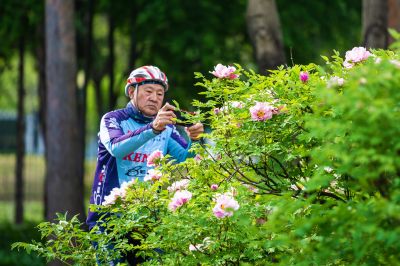 夏季花卉开放 多彩的太阳岛 