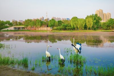 丁香公园风景画
