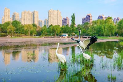 丁香公园风景画
