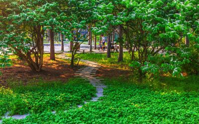 黑龙江植物园初夏