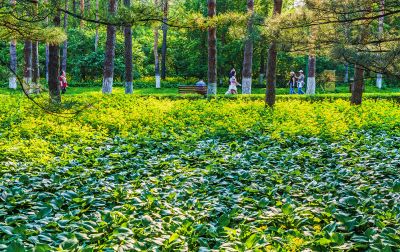 黑龙江植物园初夏