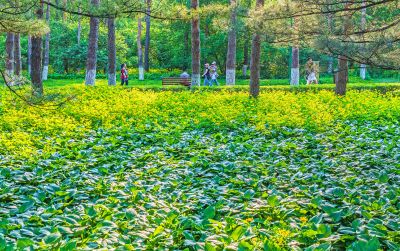 黑龙江植物园初夏