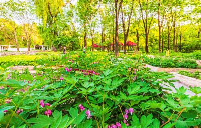 黑龙江植物园初夏