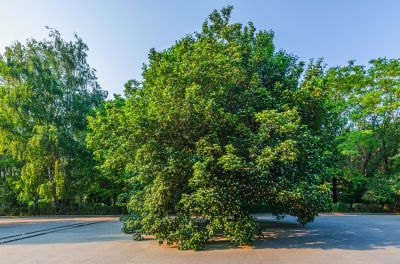 黑龙江植物园初夏