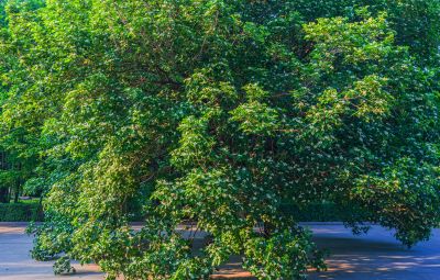 黑龙江植物园初夏