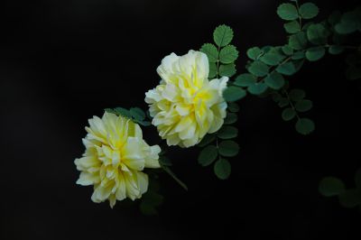 夏季花卉