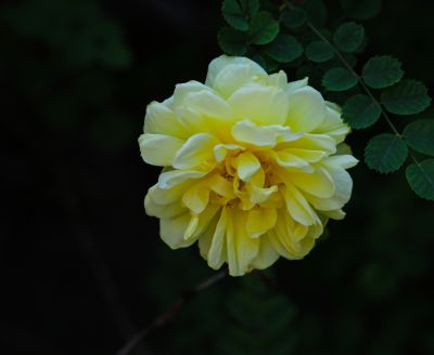 夏季花卉