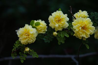 夏季花卉