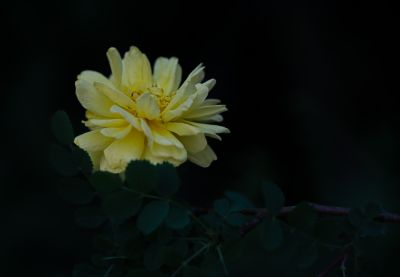 夏季花卉
