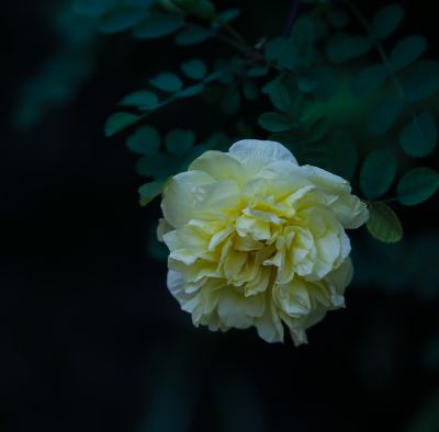 夏季花卉