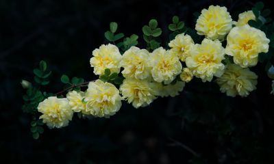 夏季花卉