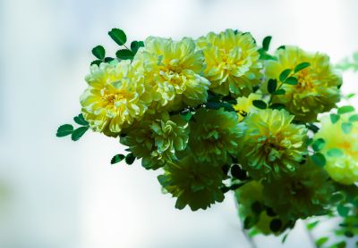 夏季花卉