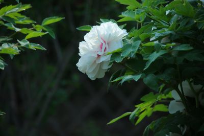 夏季花卉