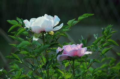 夏季花卉