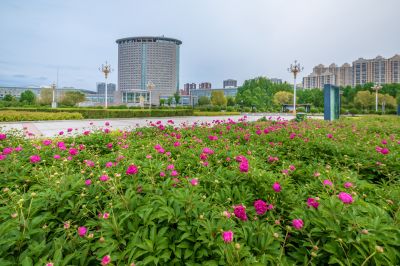 政府广场芍药花开 