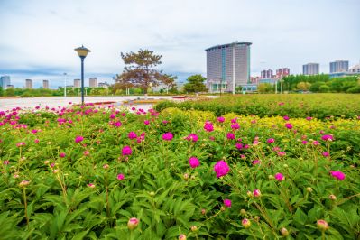 政府广场芍药花开 
