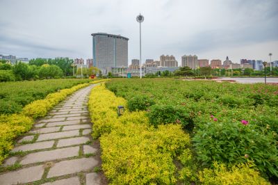 政府广场芍药花开