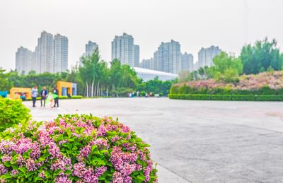 丁香公园