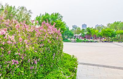丁香公园