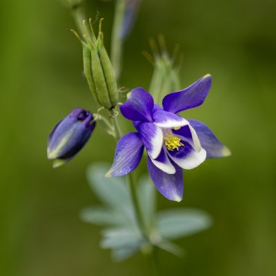 夏花