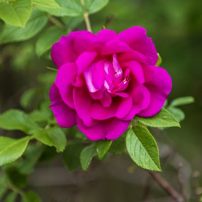 夏花