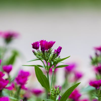 夏花