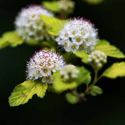 夏花
