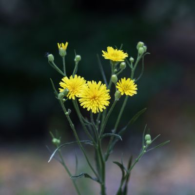 夏花