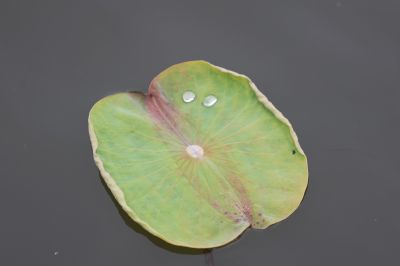 小荷叶