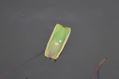 小荷叶
