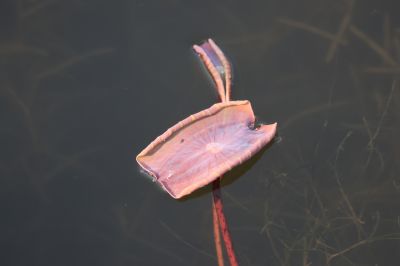 小荷叶