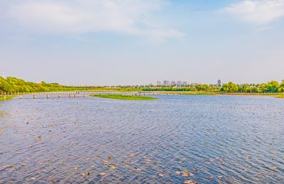 大剧院湿地
