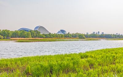 大剧院湿地