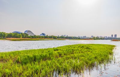大剧院湿地