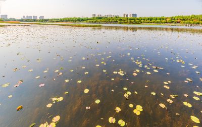 大剧院湿地