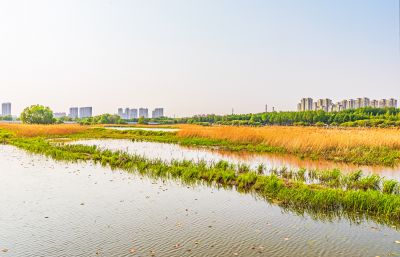 大剧院湿地